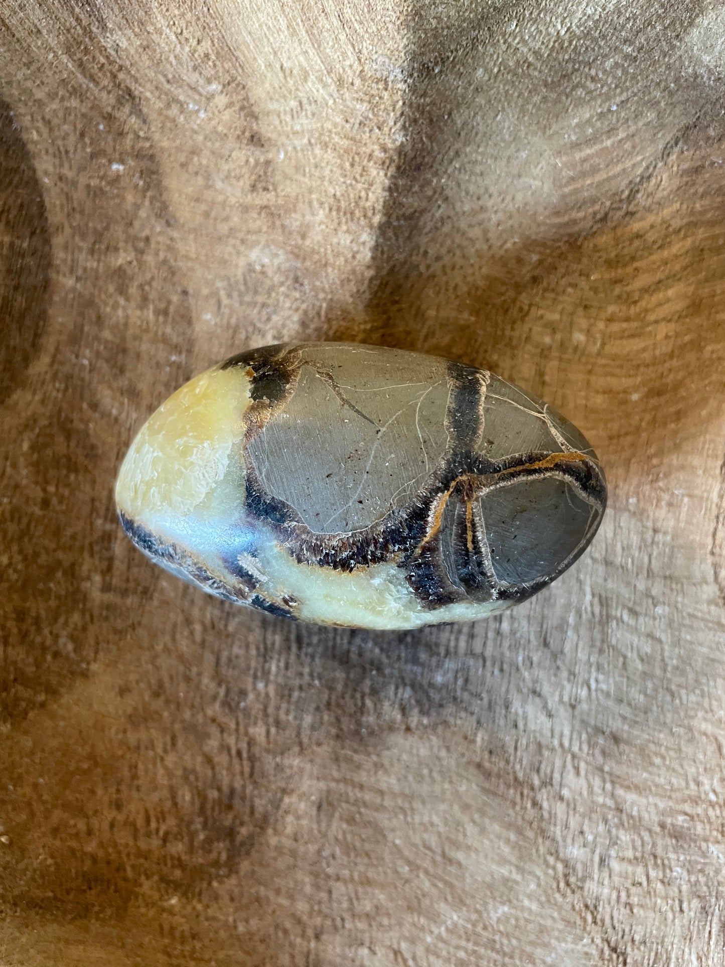 Dragon stone Septarian Palm stone 3.9 ounce Dragonstone Means Great Power  Raise your vibration and find your own wings.