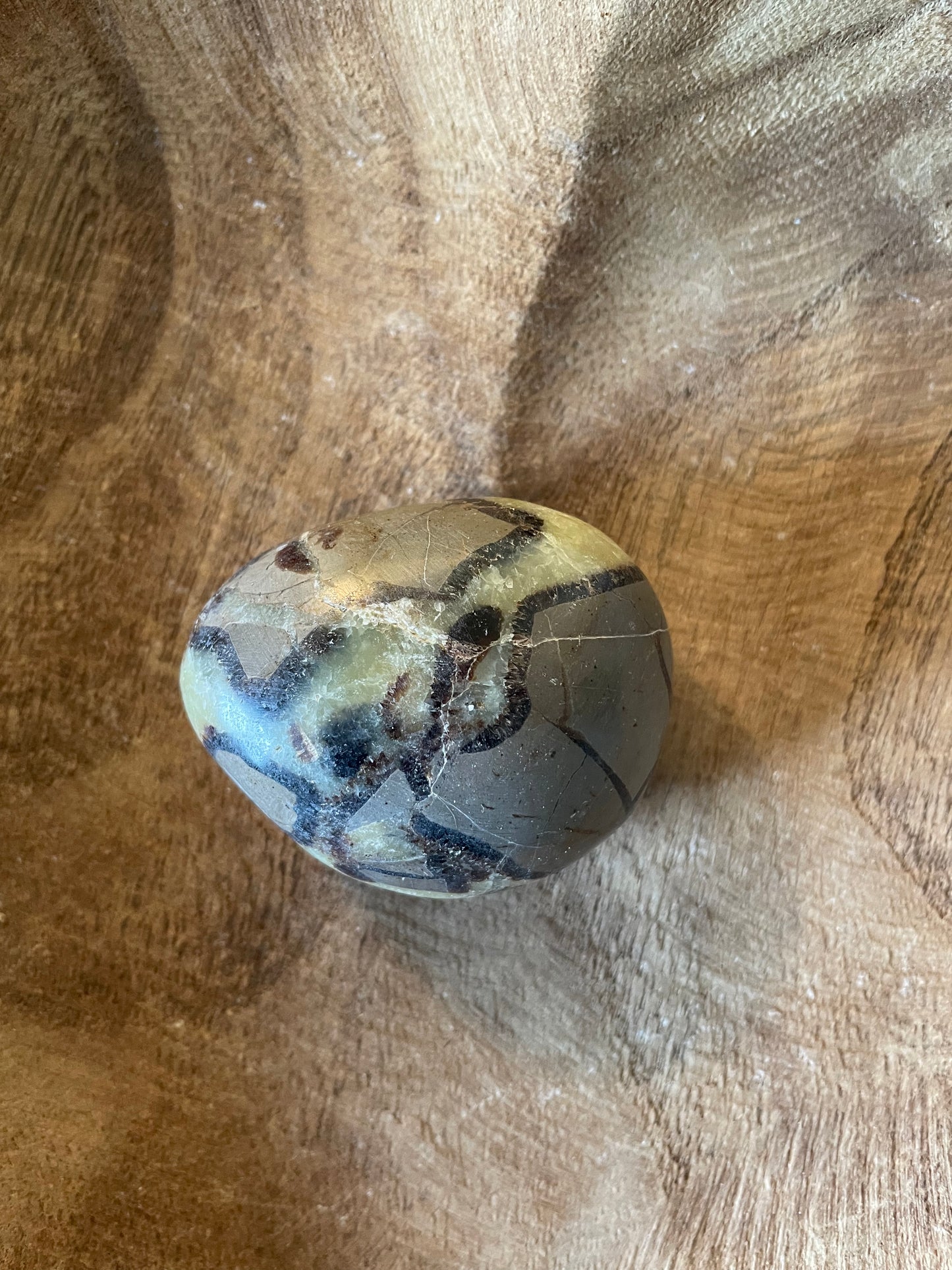 Dragon stone Septarian Palm stone 5.4 ounce Dragonstone Raise your vibration and find your own wings.