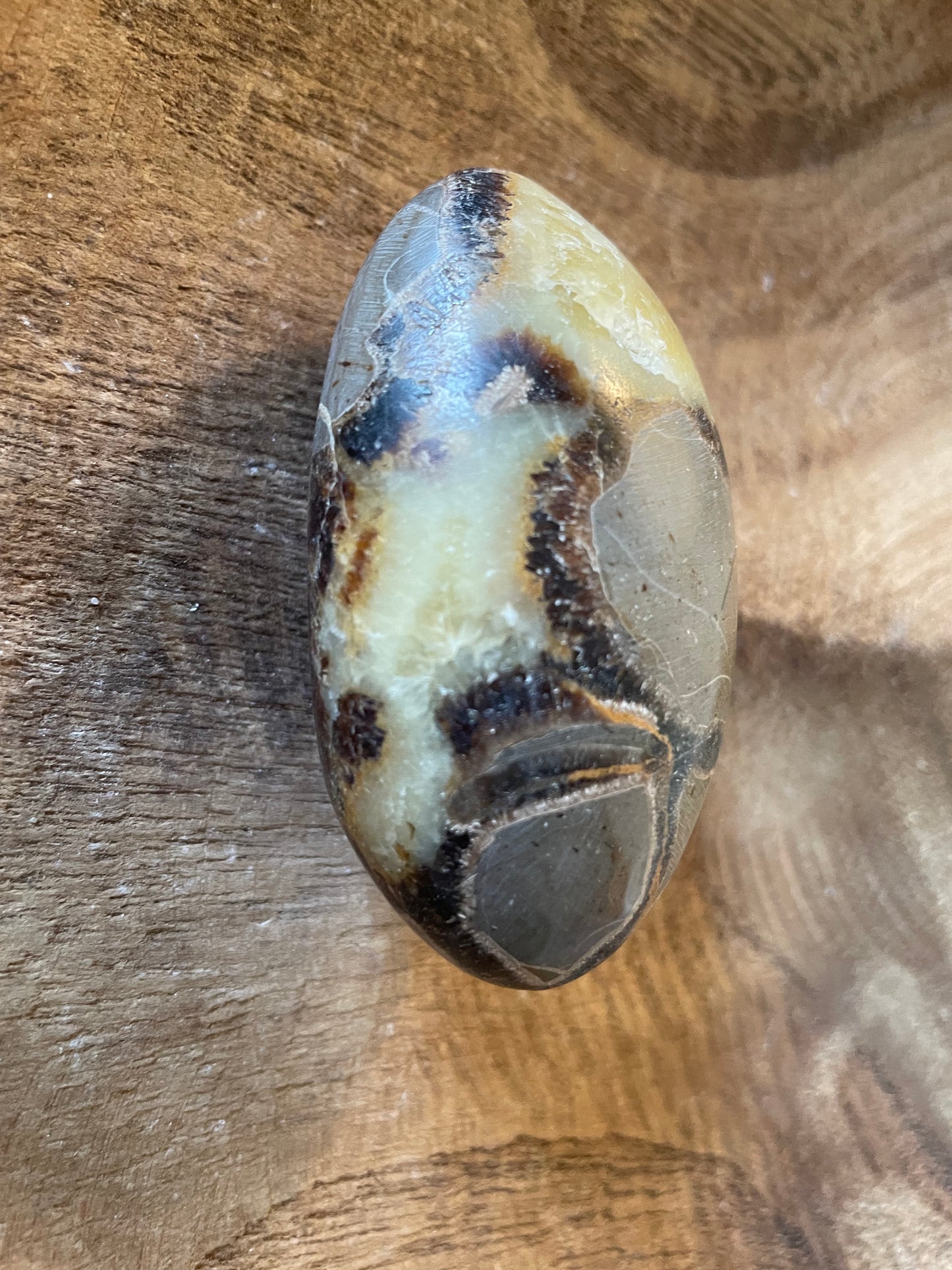 Dragon stone Septarian Palm stone 3.9 ounce Dragonstone Means Great Power  Raise your vibration and find your own wings.