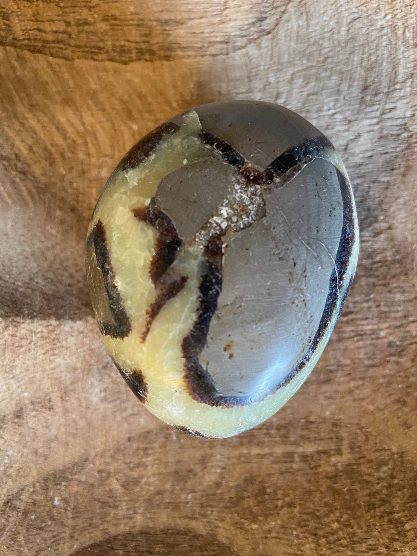 Dragon stone Septarian Palm stone 5.4 ounce Dragonstone Raise your vibration and find your own wings.