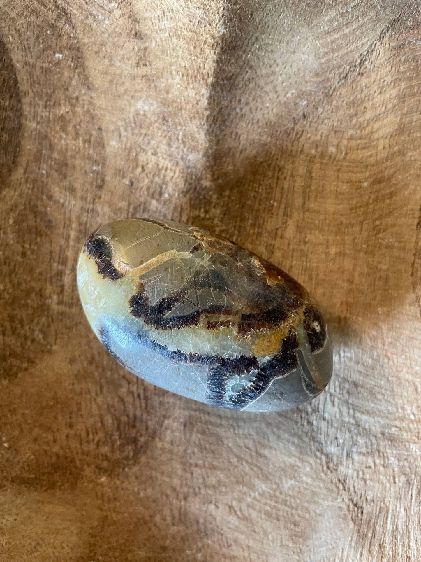 Dragon stone Septarian Palm stone 3.9 ounce Dragonstone Means Great Power  Raise your vibration and find your own wings.