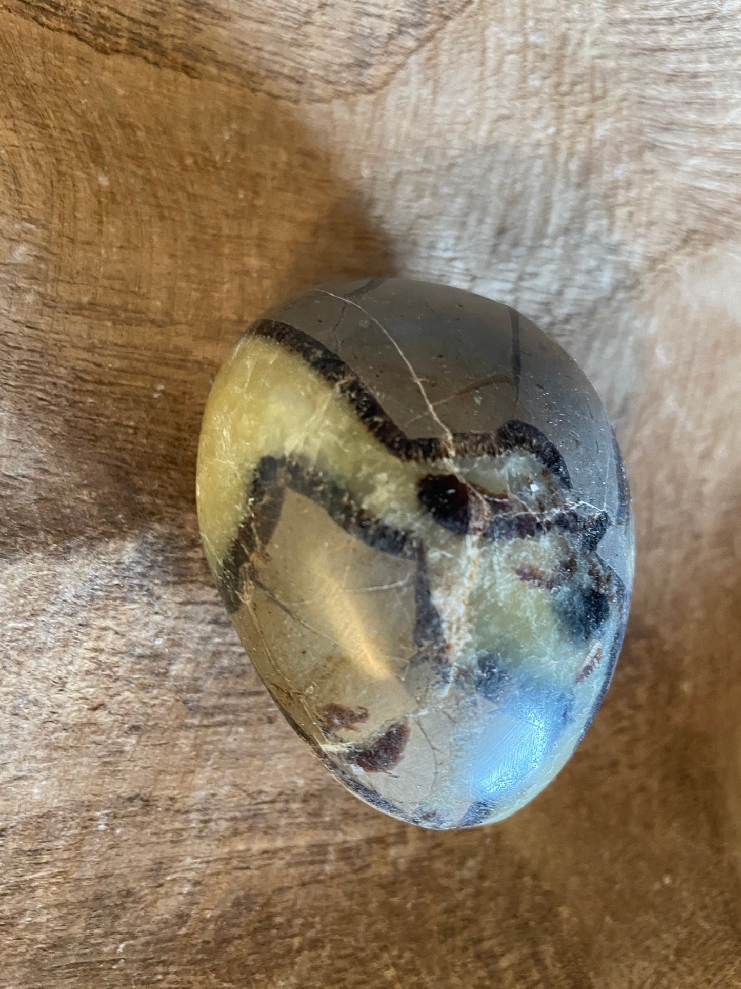 Dragon stone Septarian Palm stone 5.4 ounce Dragonstone Raise your vibration and find your own wings.