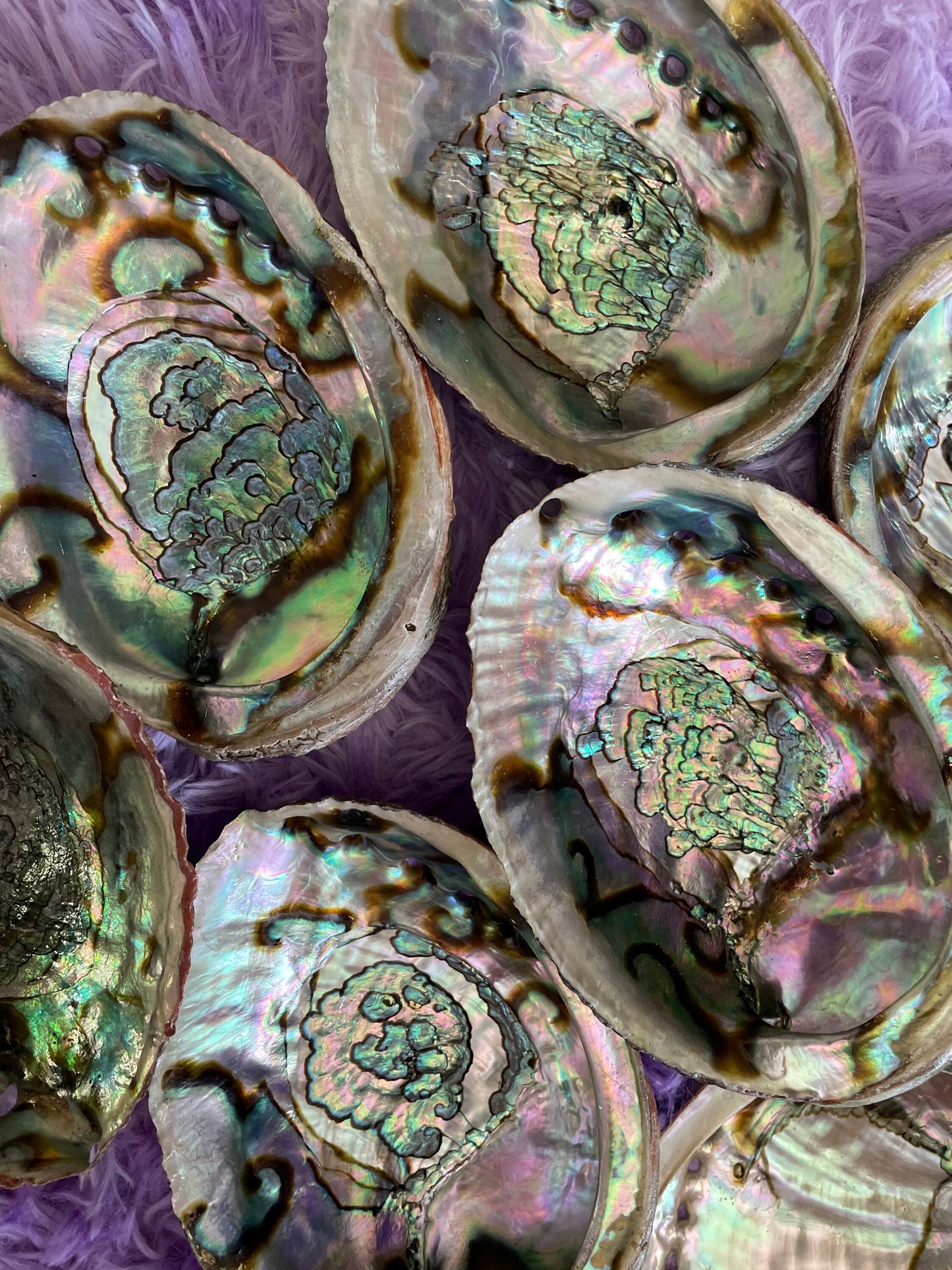 Large abalone shell smudging stick beautiful shells are perfect for smudging, burning resin, displaying crystals