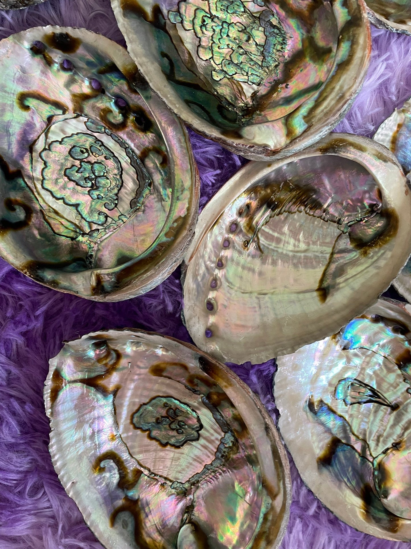 Large abalone shell smudging stick beautiful shells are perfect for smudging, burning resin, displaying crystals