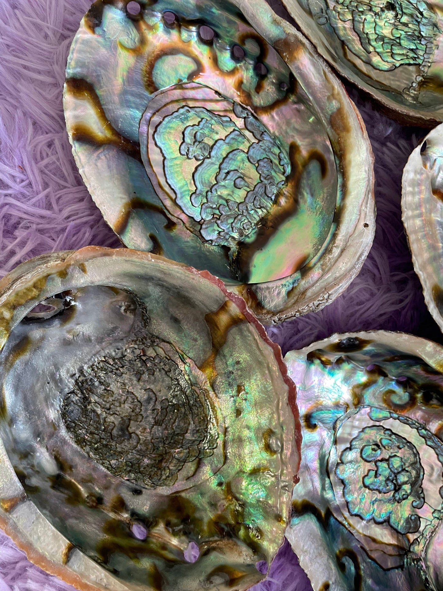 Large abalone shell smudging stick beautiful shells are perfect for smudging, burning resin, displaying crystals