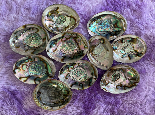 Large abalone shell smudging stick beautiful shells are perfect for smudging, burning resin, displaying crystals